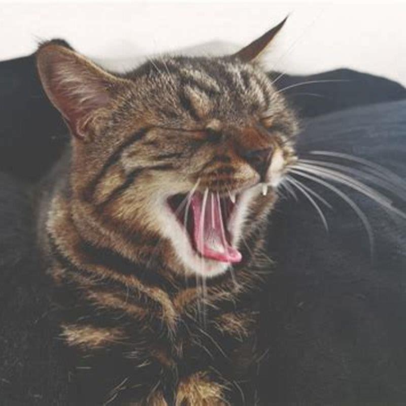 What Animal Sounds Like A Cat Screaming At Night