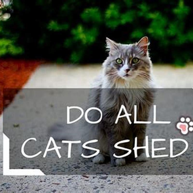 why-do-cats-shed-all-the-time-diy-seattle