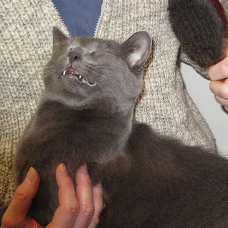 Why do cats show their belly to other cats?