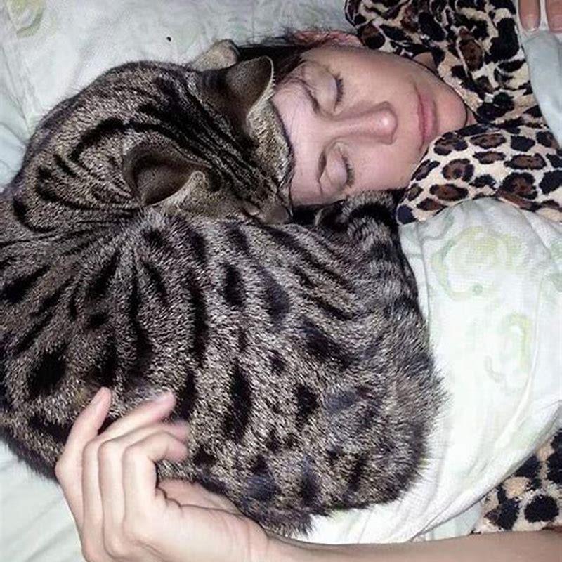 Why do cats sleep next to their owners head? DIY Seattle