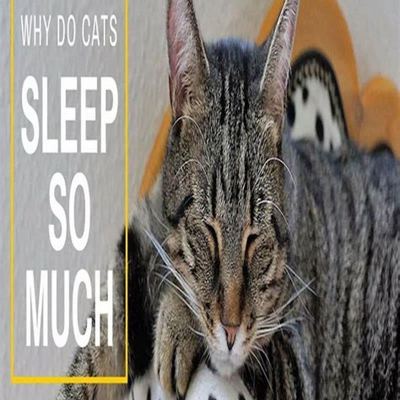 why-do-cats-sleep-with-other-cats-diy-seattle