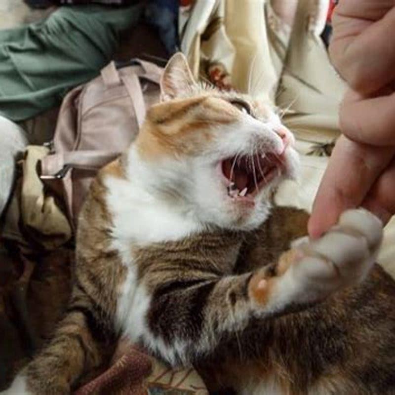 Why Do Cats Suddenly Bite Their Owners 