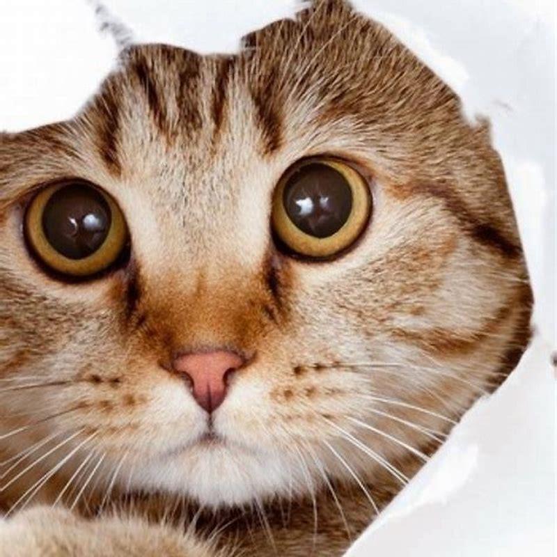 Why Do Cats Suddenly Stare At Nothing DIY Seattle