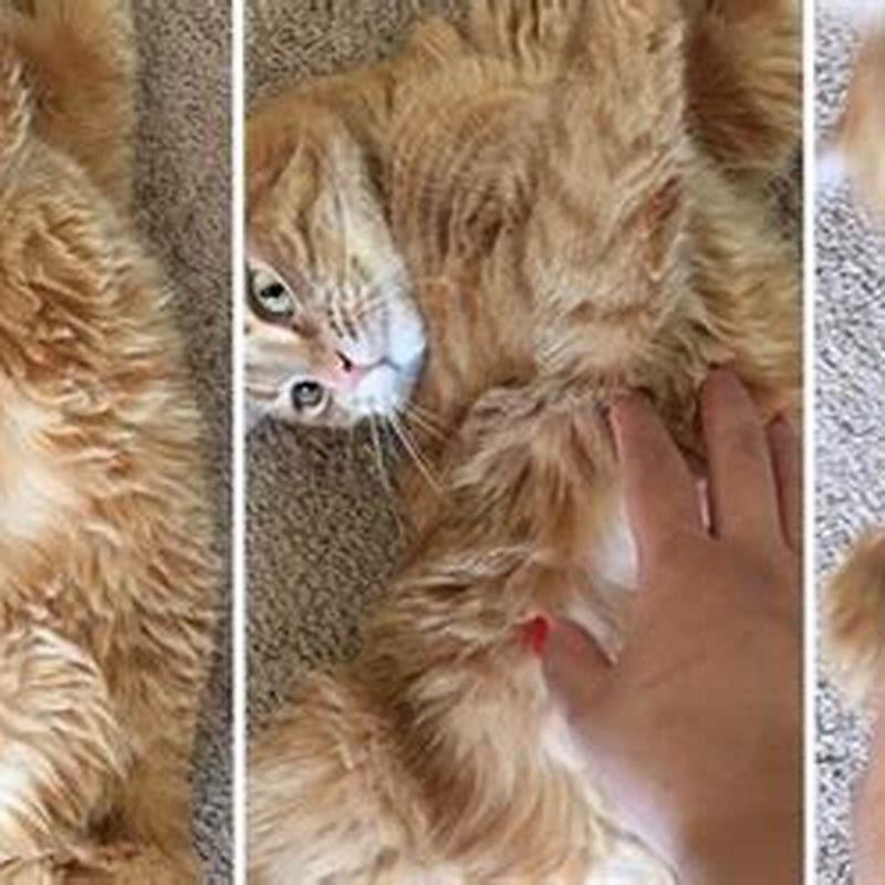 Why do cats swat at you when you pet them?