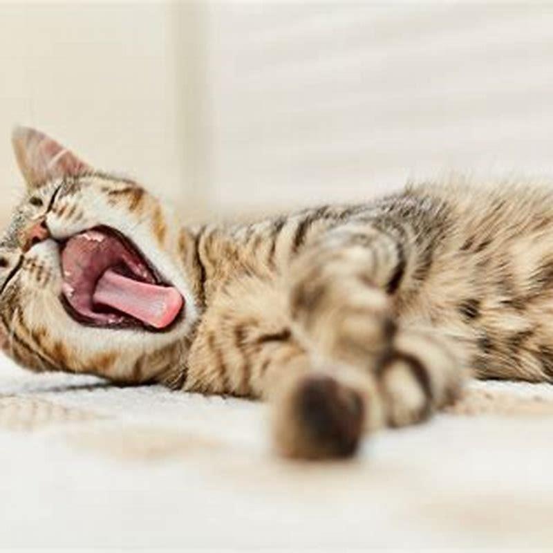 Why do cats yawn so often?