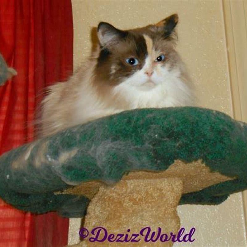 Why do closed doors bother cats?