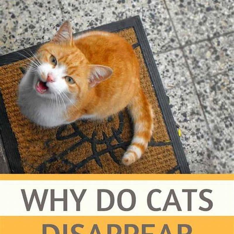 why-do-male-cats-wander-diy-seattle