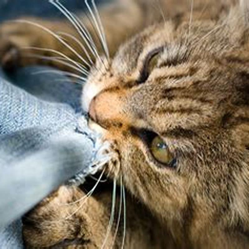 Why do my cats fight randomly?
