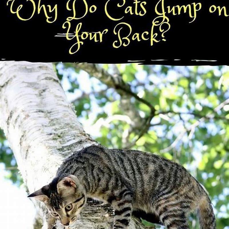 why-do-my-cats-jump-on-my-back-diy-seattle