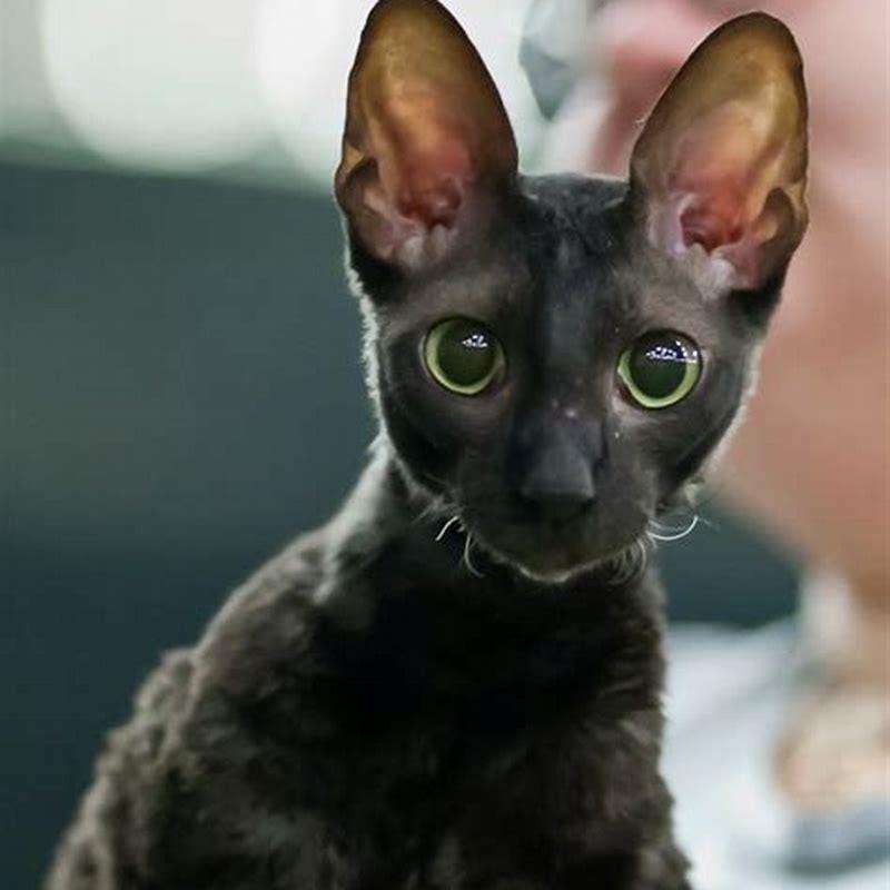Why do people not like to adopt black cats?