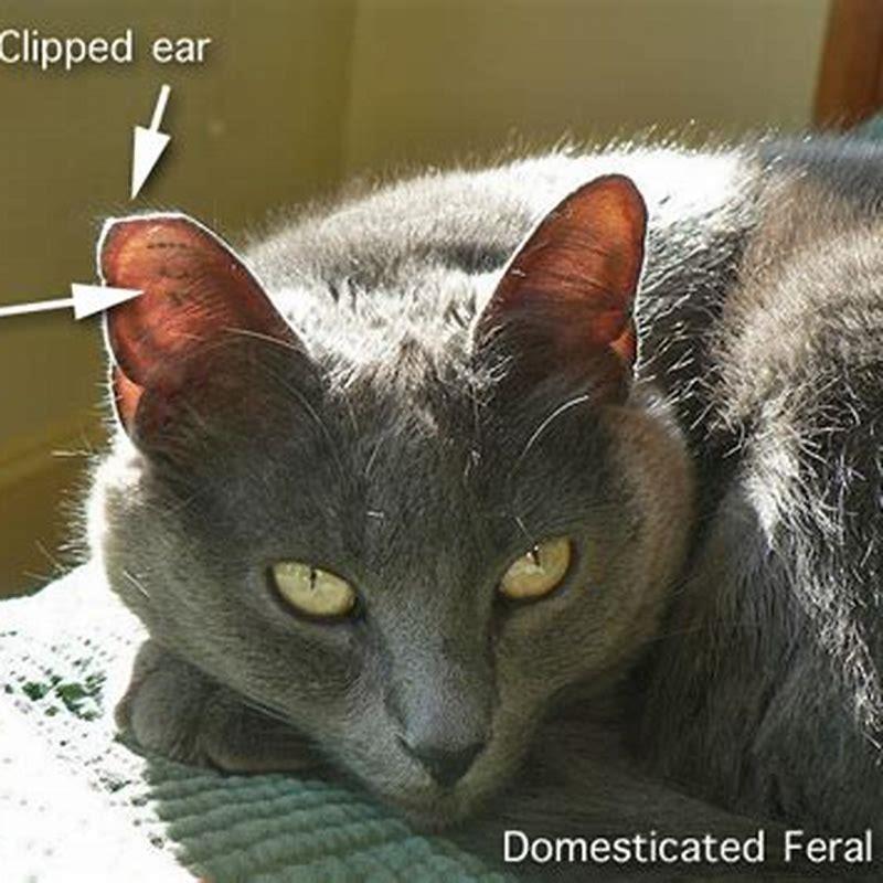 Why do they snip cats ears? DIY Seattle
