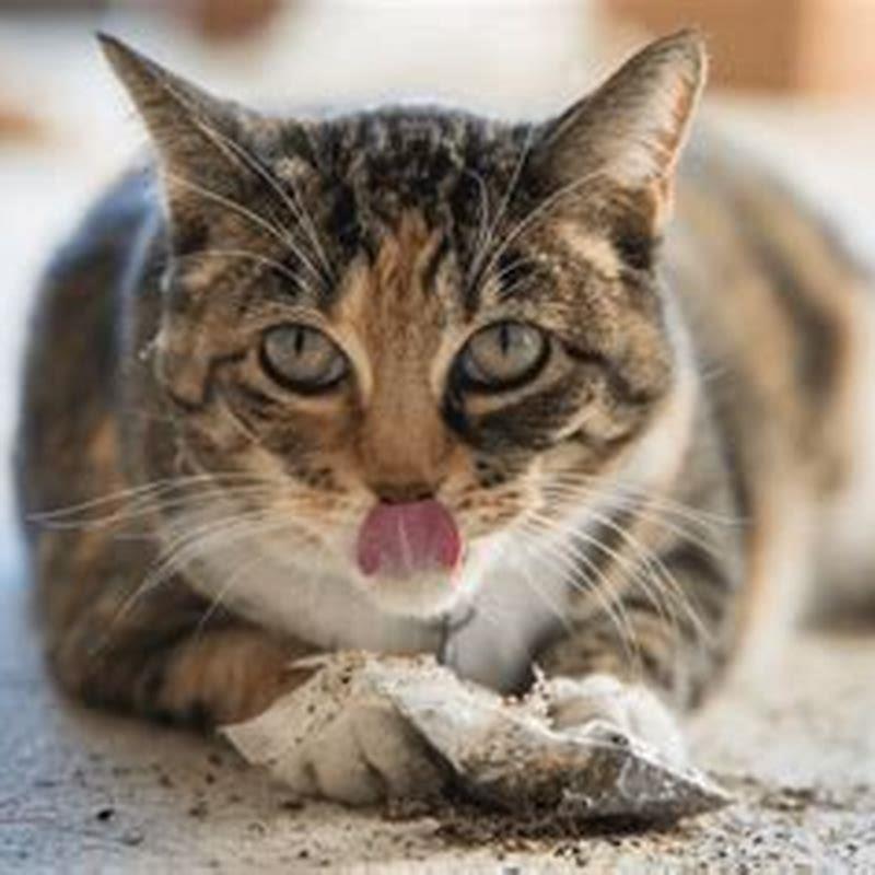 Why does catnip send cats crazy diy seattle