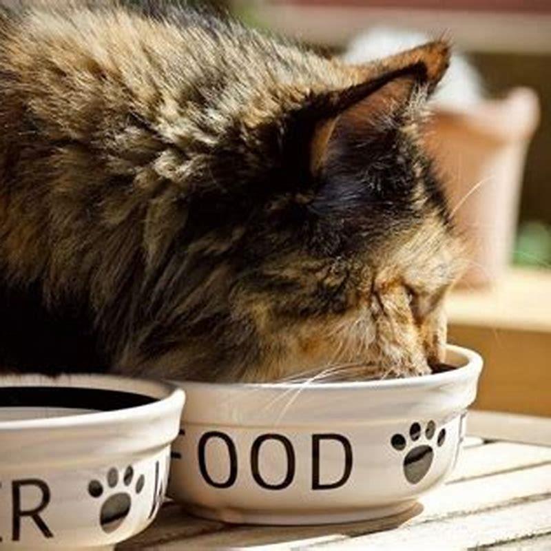 Why does cheese break cats?