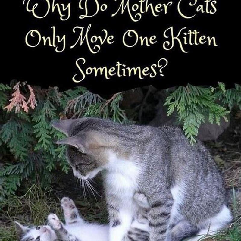 Why does mom cat move her kittens? DIY Seattle