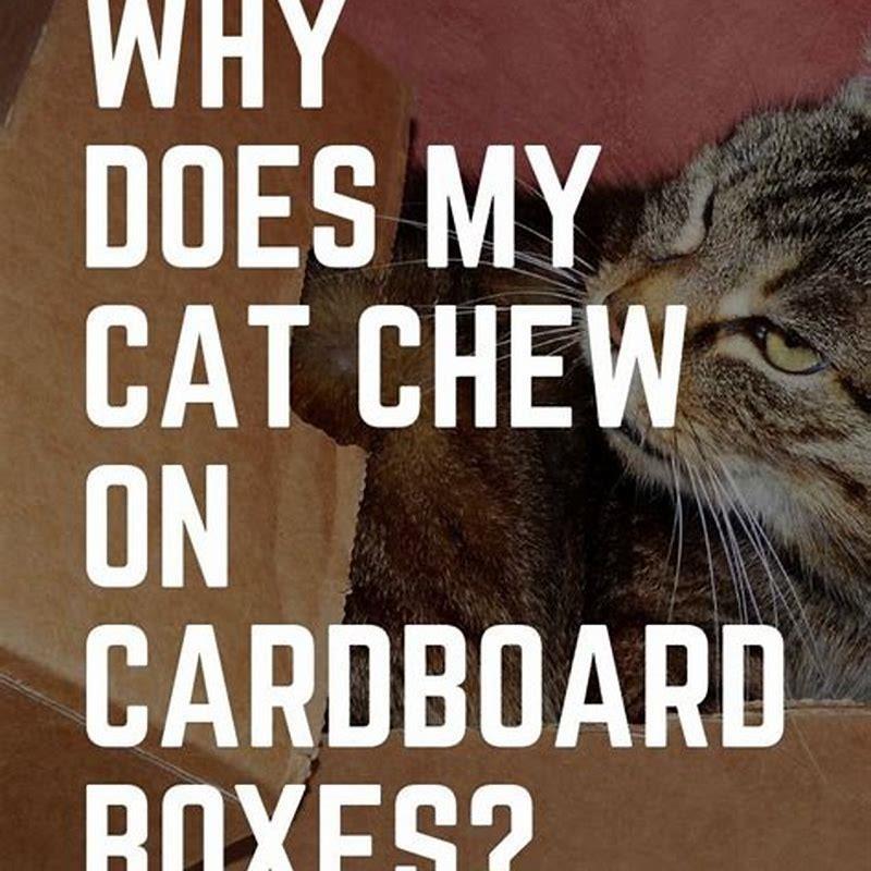 why-does-my-cat-bite-paper-and-cardboard-diy-seattle