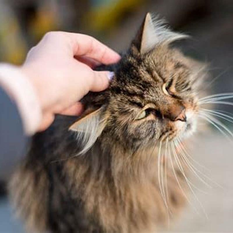 Why does my cat close her eyes when I pet her head?