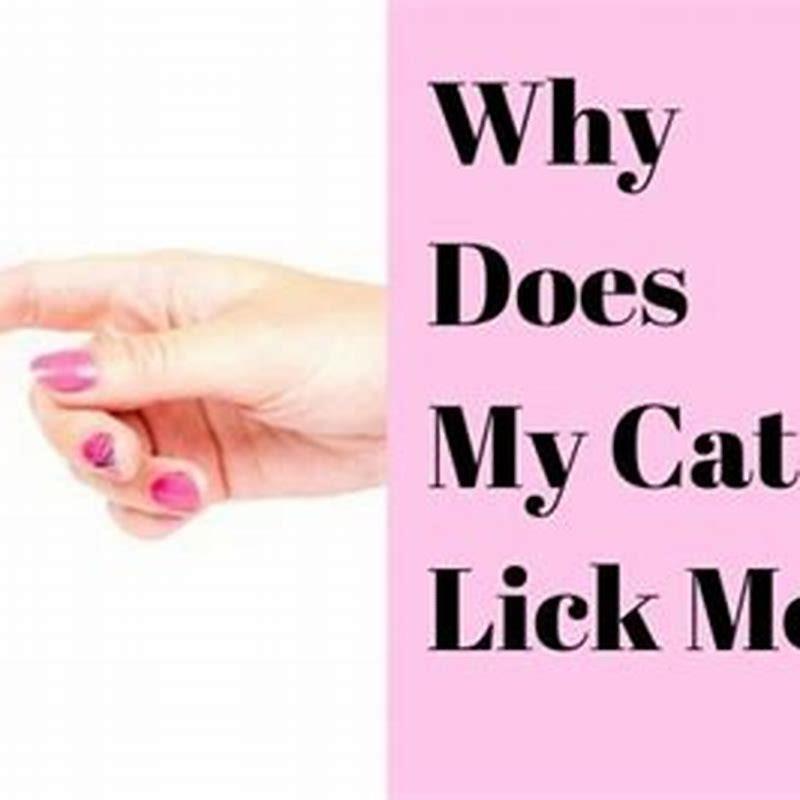 Why Does My Cat Curl Her Paws When I Pet Her DIY Seattle