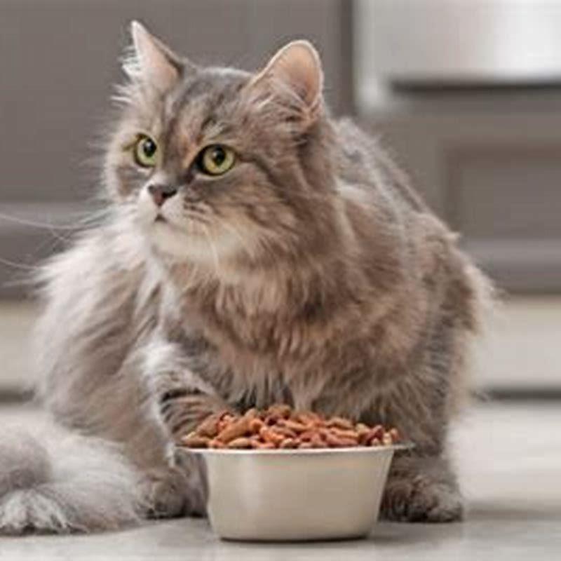 Why does my cat eat my other cats throw up?