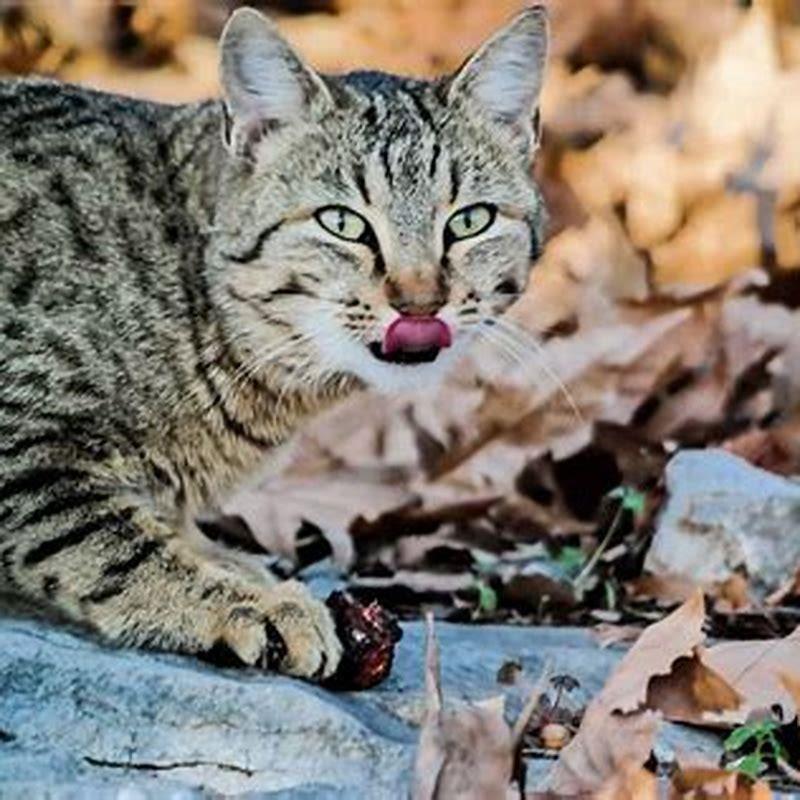 Why does my cat eat plant leaves? DIY Seattle