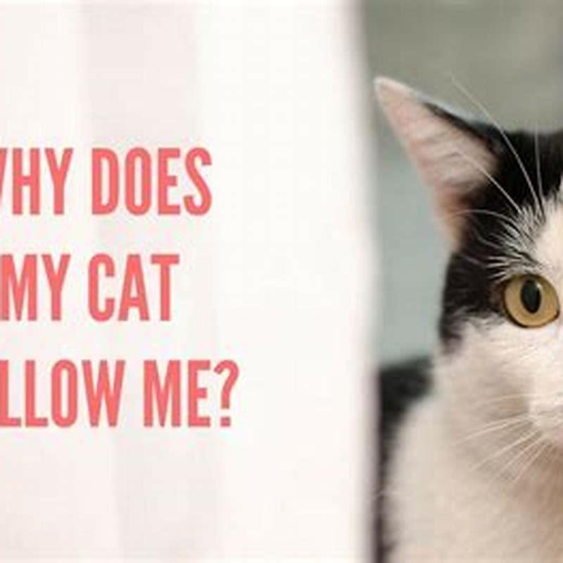 why-does-my-cat-follow-my-new-cat-around-diy-seattle