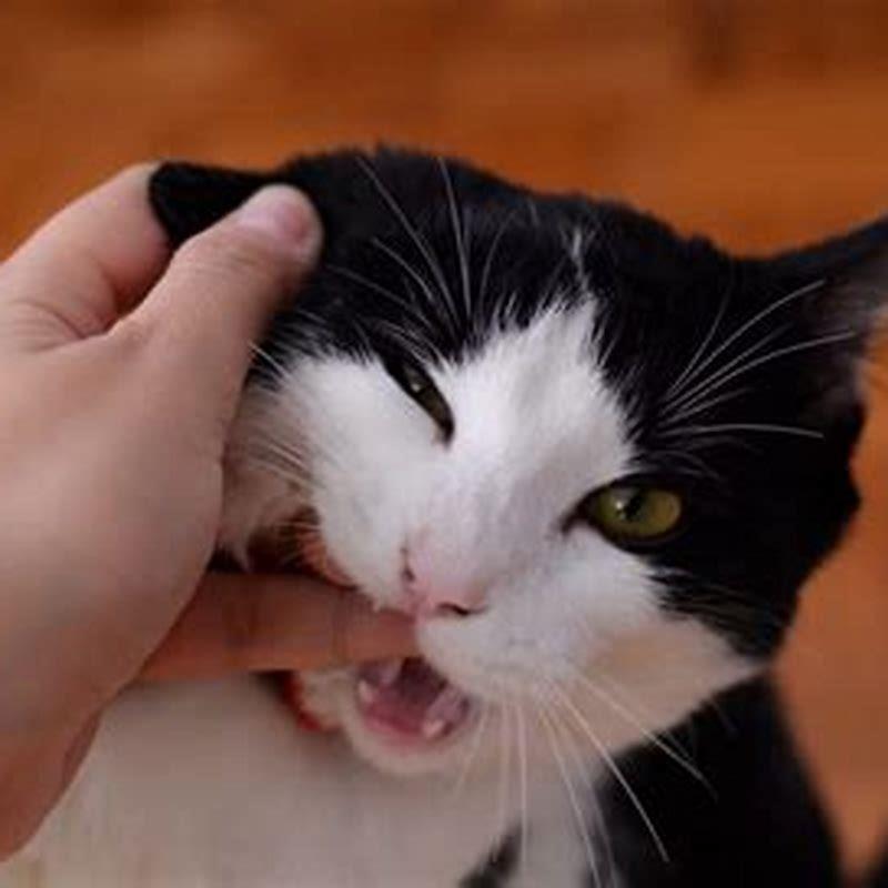 Why does my cat grab my hand and bite me while purring?