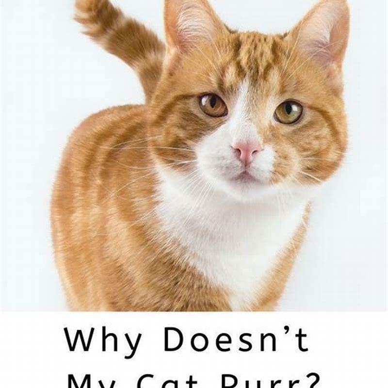 why-does-my-cat-hate-other-cats-but-not-dogs-diy-seattle