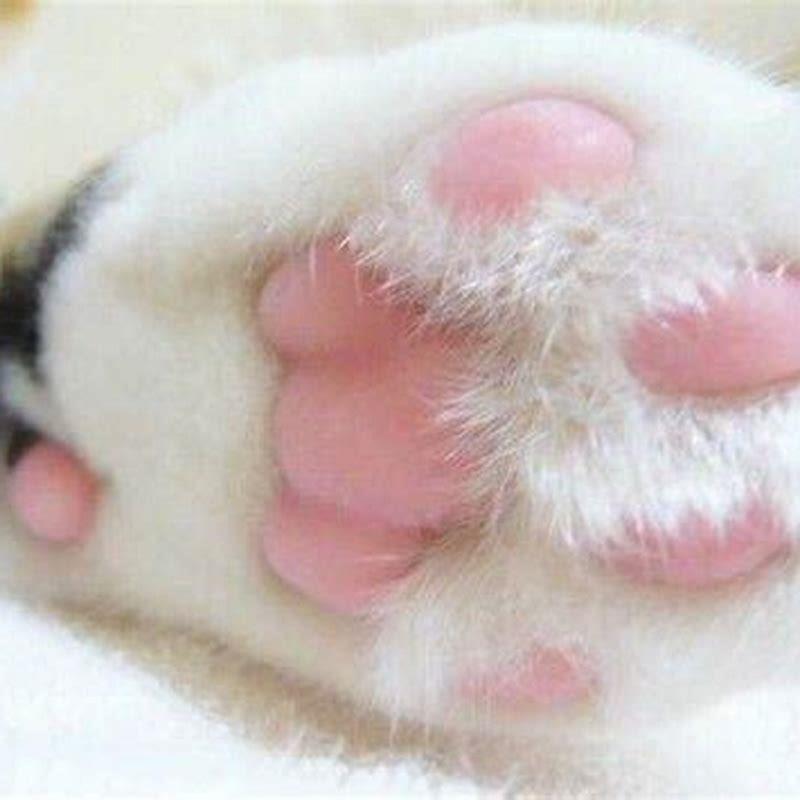 why-does-my-cat-have-dry-paw-pads-diy-seattle