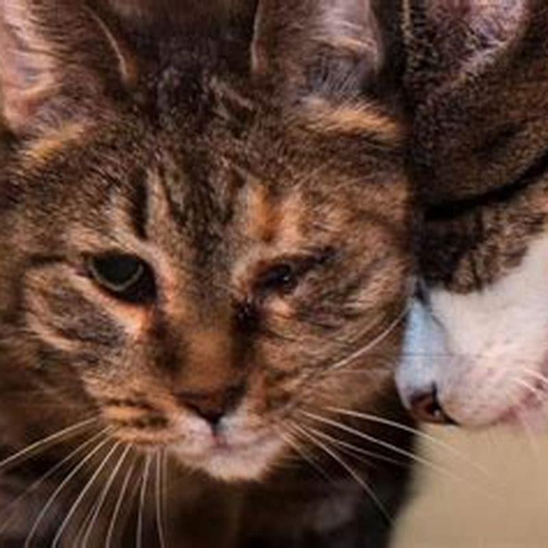 Why does my cat headbutt my other cat?
