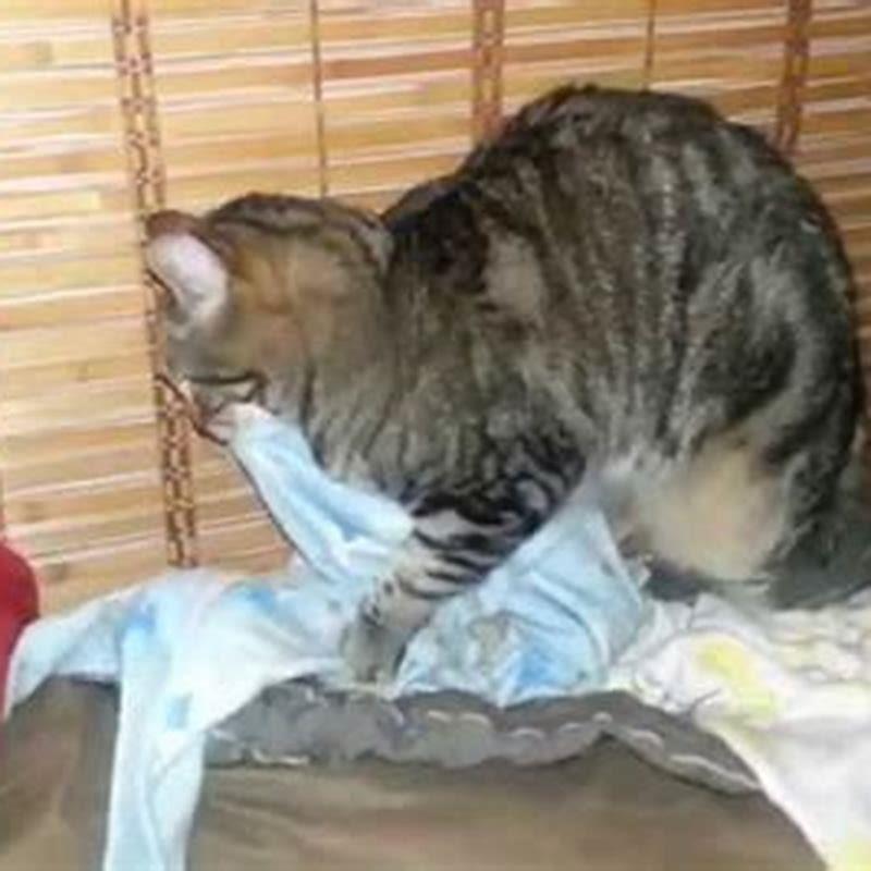 Why does my cat hold a blanket in his mouth and knead?