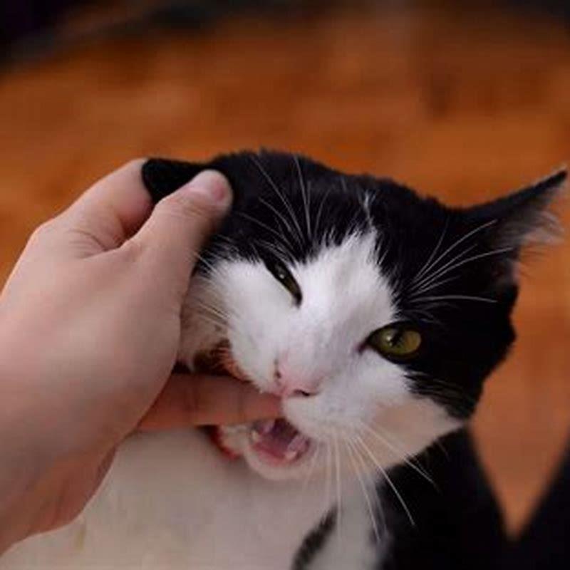 Why does my cat hug my hand and bite it?