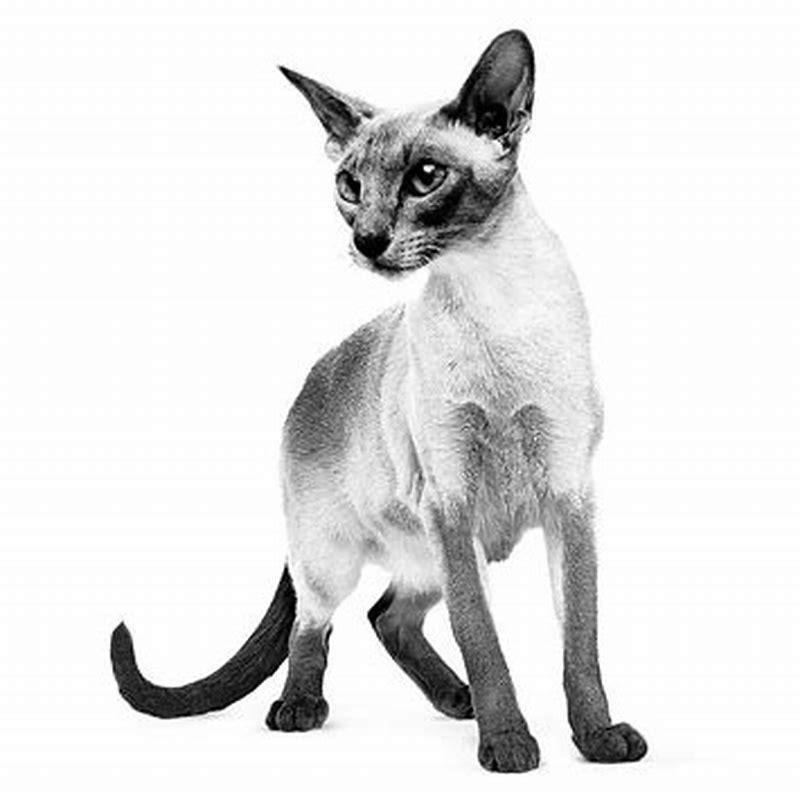 Why does my cat keep meowing at my other cat?