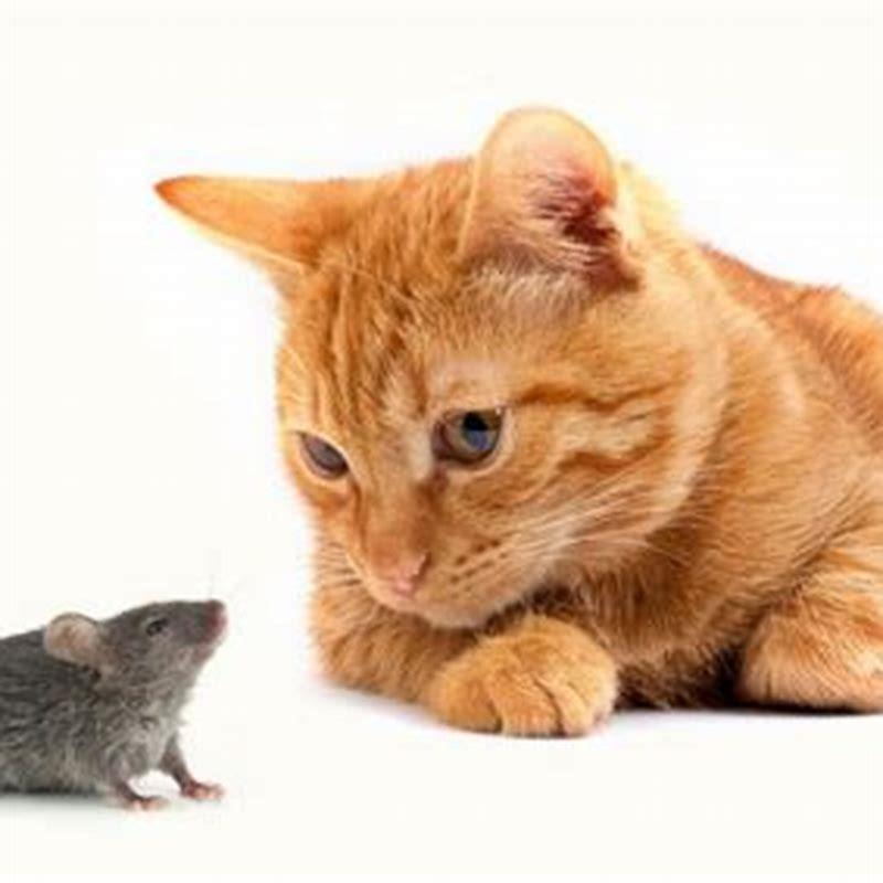 Why Does My Cat Kill Mice And Eat Them DIY Seattle