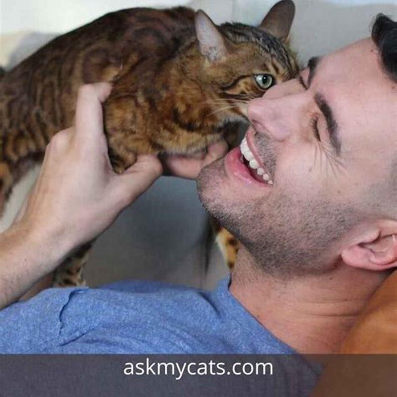 why-does-my-cat-lick-my-other-cats-ear-diy-seattle