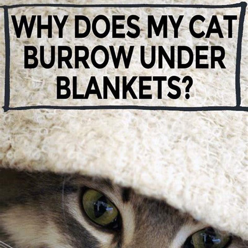 Why does my cat like to burrow under blankets? DIY Seattle