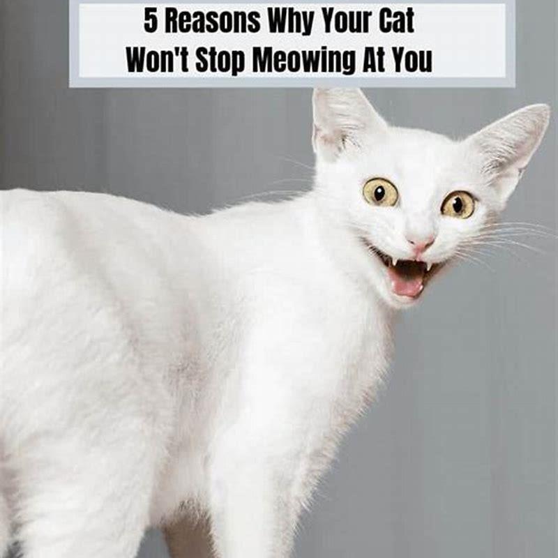 why-does-my-cat-meow-and-knock-things-over-diy-seattle