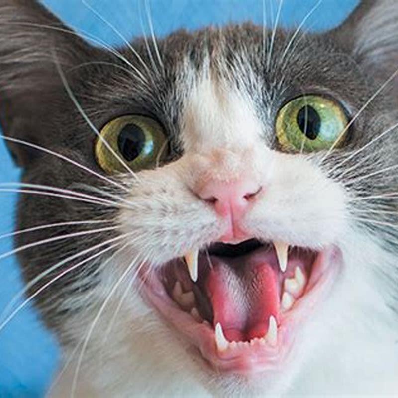 Why does my cat meow sound different?