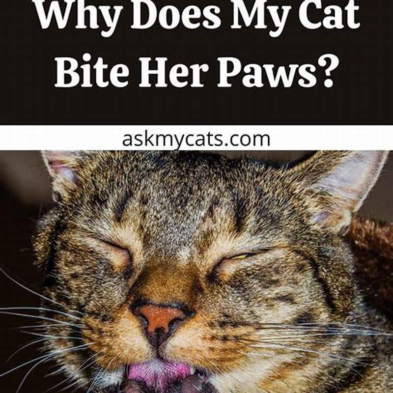 Why does my cat pull my hair with her teeth? DIY Seattle