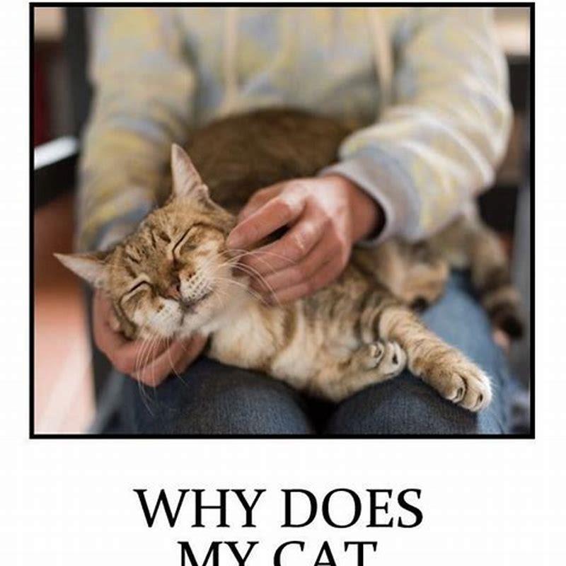 why-does-my-cat-purr-when-sleeping-next-to-me-diy-seattle