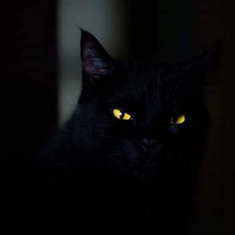 Why Does My Cat Scratch All The Time Why does my cat scratch the floor near his food? - DIY Seattle