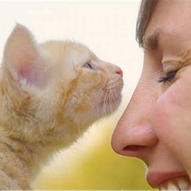 Why does my cat sniff and lick my face? DIY Seattle