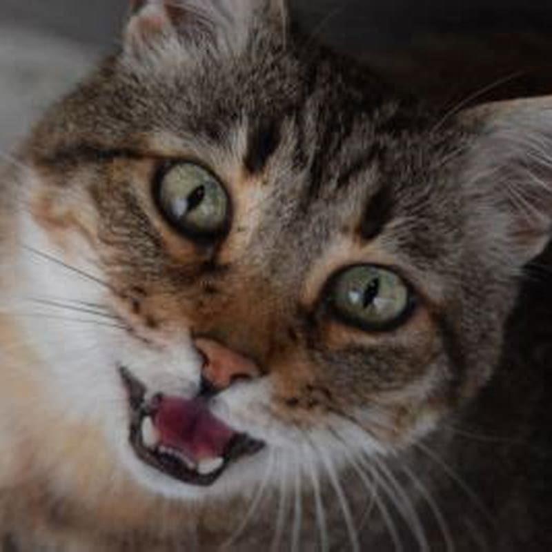 Why does my cat squeak at my other cat?
