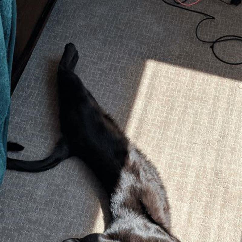Why does my cat stretch out her paw? DIY Seattle