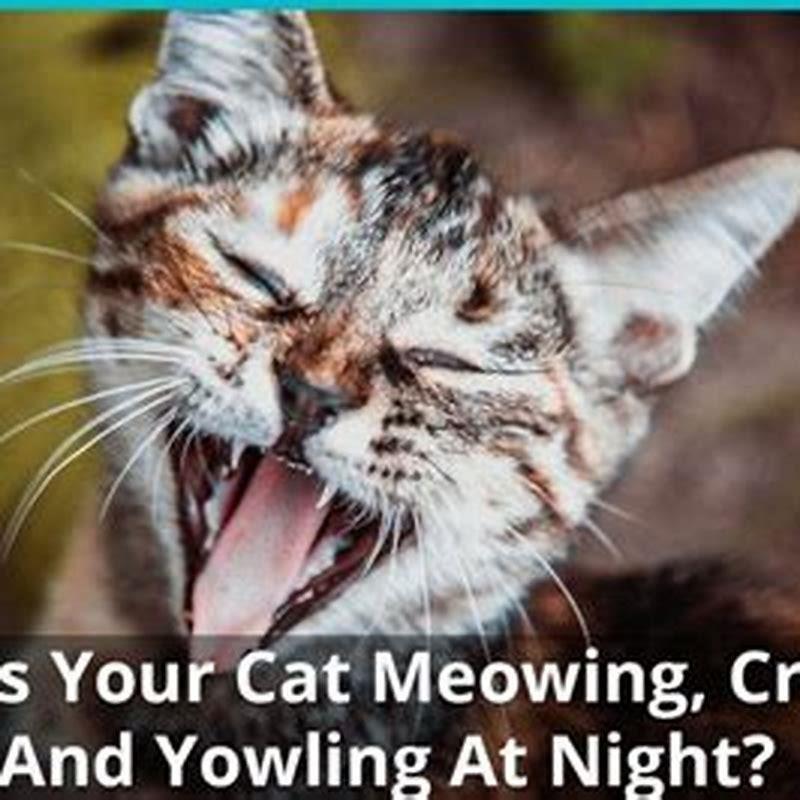 why-does-my-cat-yowl-at-night-when-i-go-to-bed-diy-seattle