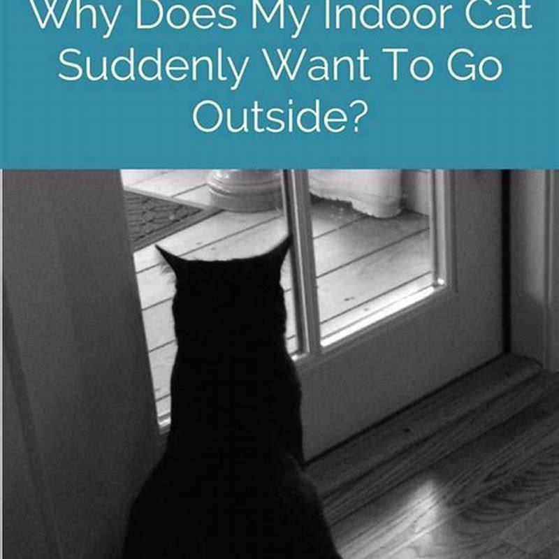 why-does-my-indoor-cat-have-diarrhea-diy-seattle