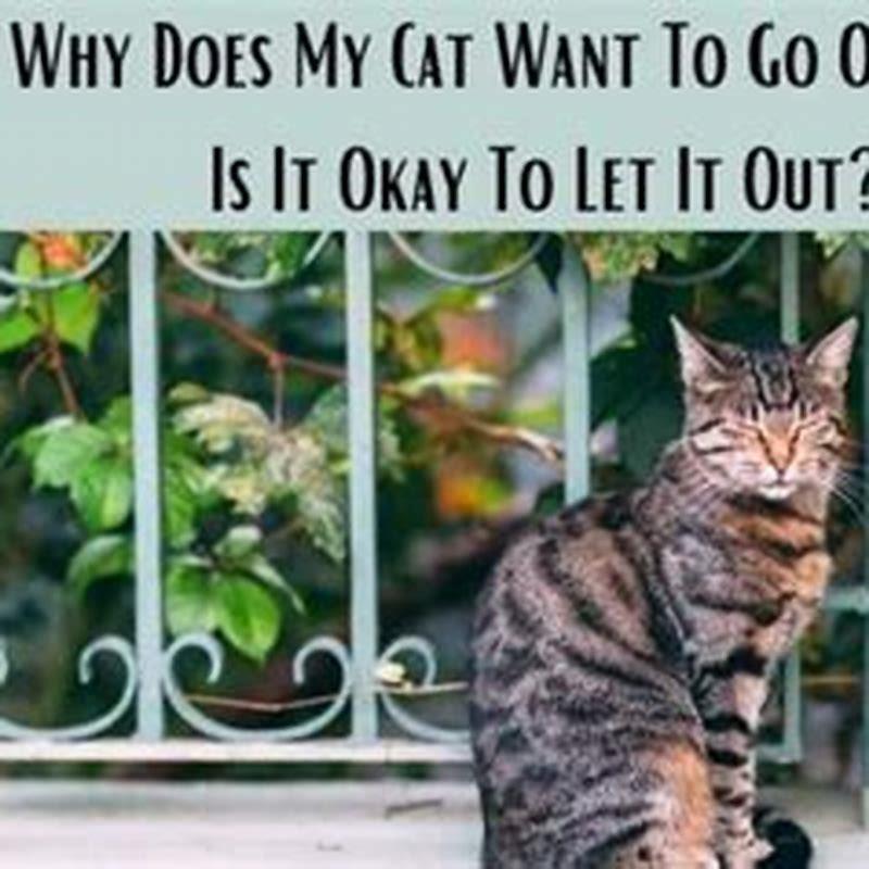 why-does-my-older-cat-slap-my-kitten-diy-seattle