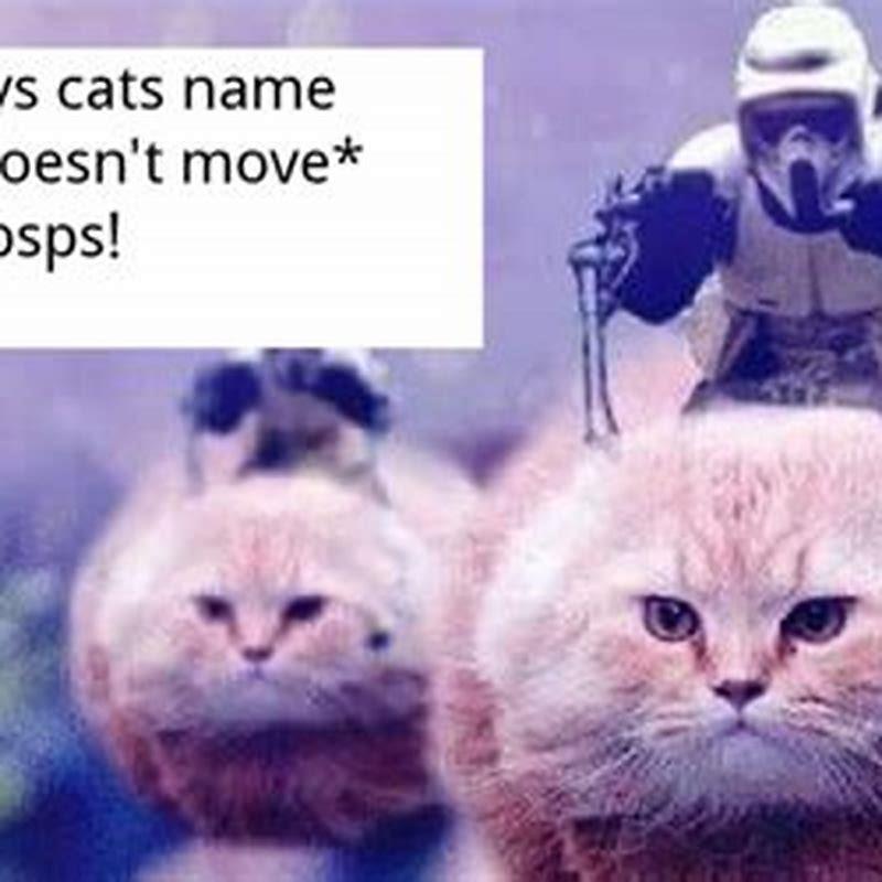 Why Dont Cats Come When You Call Them By Name DIY Seattle