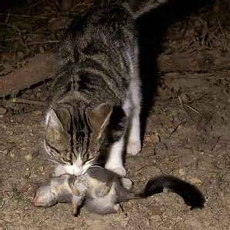 Why Feral Cats Are A Problem DIY Seattle