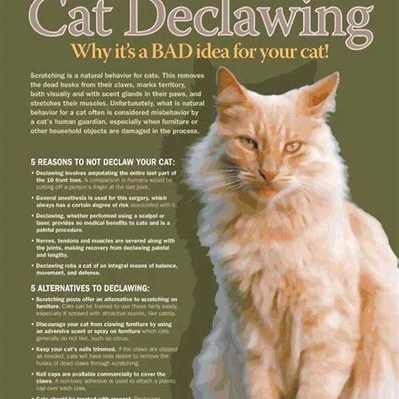 Why getting a cat is a bad idea?