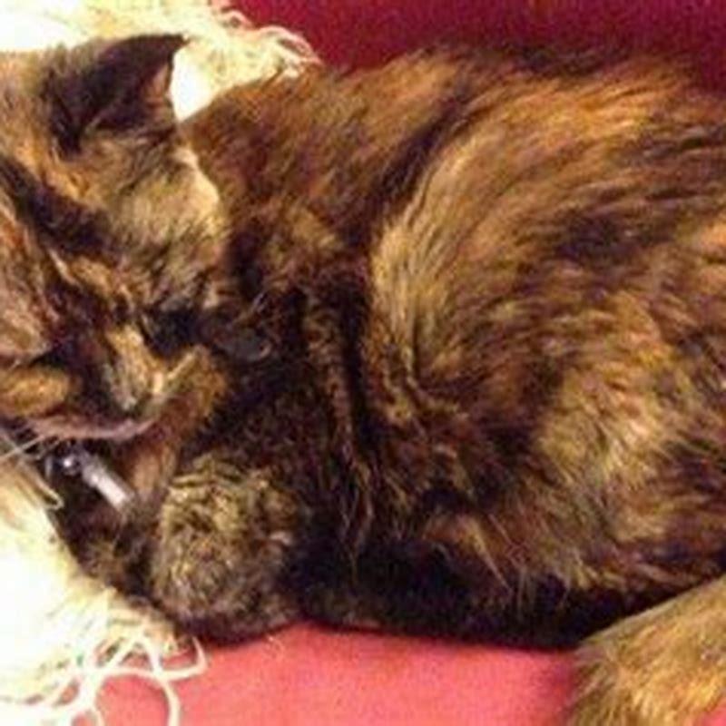 why-has-my-cat-killed-her-kittens-diy-seattle