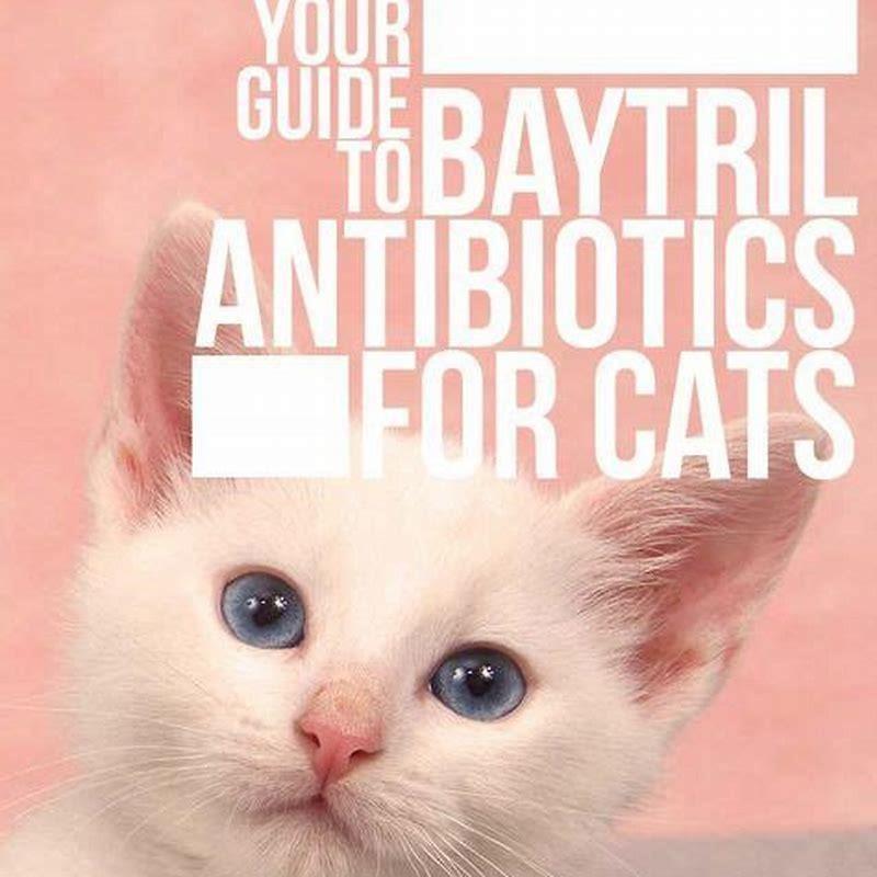 Why is Baytril given to cats? - DIY Seattle